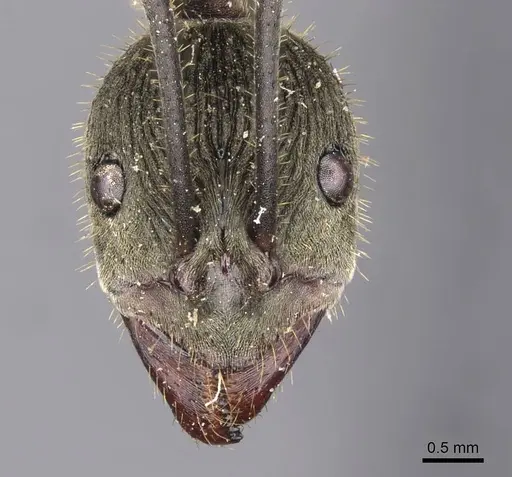 Diacamma jacobsoni specimen