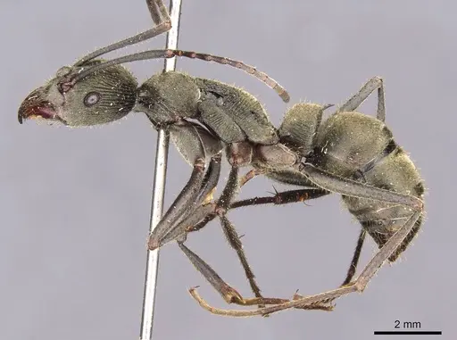 Diacamma jacobsoni specimen