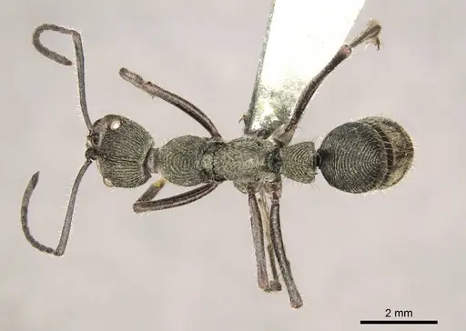 Diacamma jaitrongi specimen