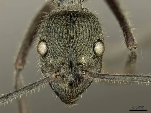 Diacamma jaitrongi specimen