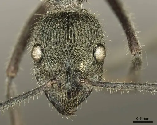Diacamma jaitrongi specimen