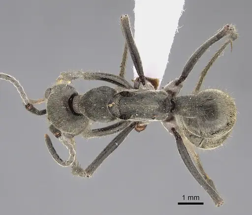 Diacamma leve specimen