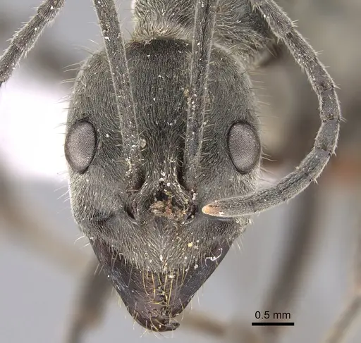 Diacamma leve specimen