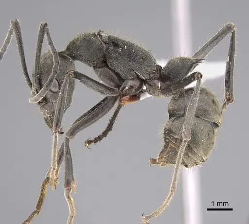 Diacamma leve specimen