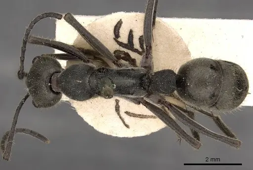 Diacamma leve - CASENT0900668