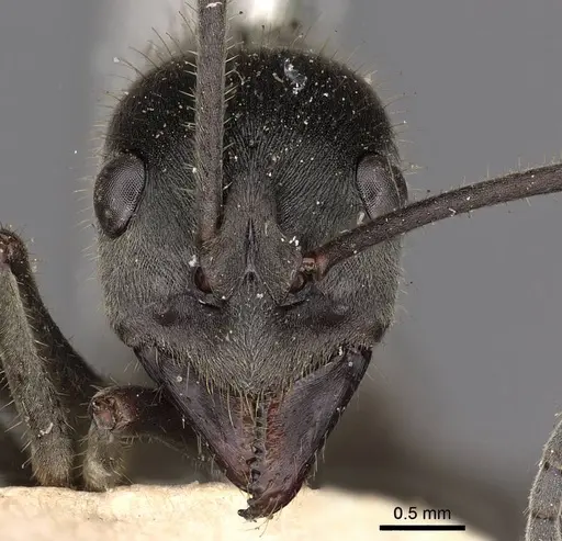 Diacamma leve - CASENT0900668