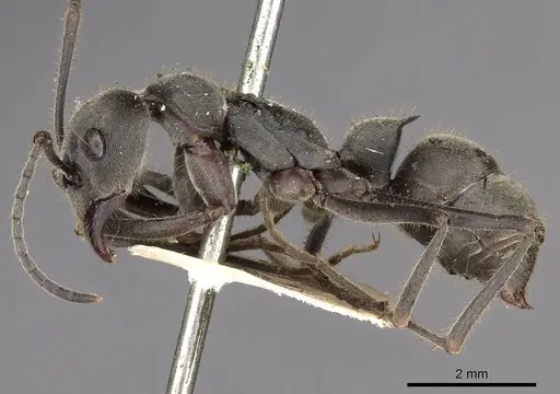 Diacamma leve - CASENT0900668