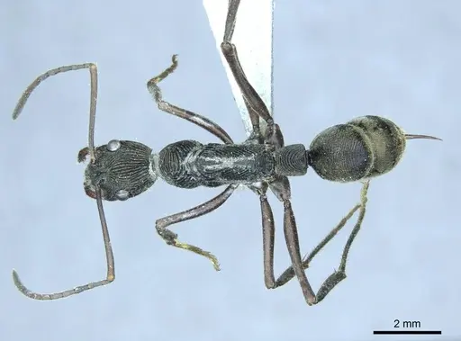 Diacamma leyteense specimen