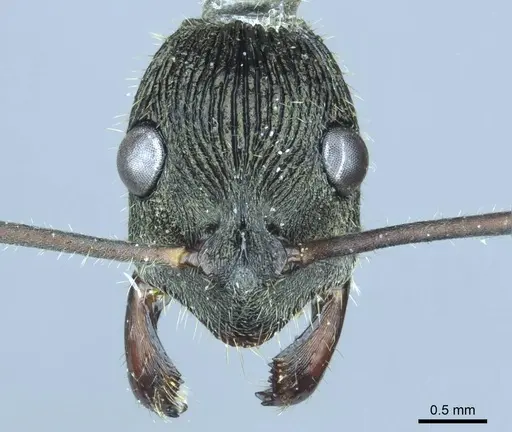 Diacamma leyteense specimen