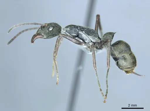 Diacamma leyteense specimen