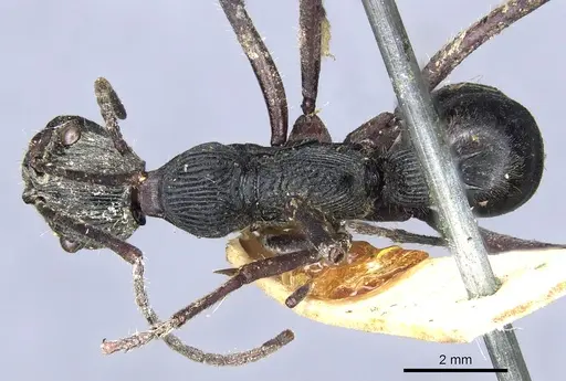 Diacamma longitudinale specimen