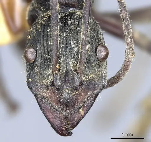 Diacamma longitudinale specimen