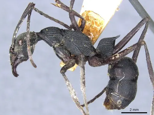 Diacamma longitudinale specimen