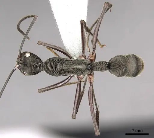 Diacamma magdalenae specimen