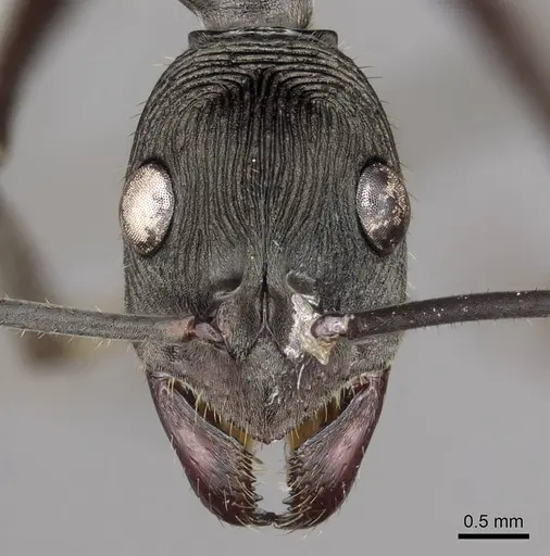 Diacamma magdalenae specimen