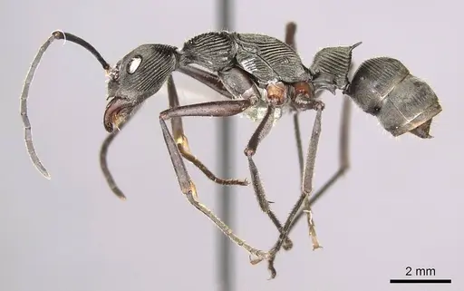 Diacamma magdalenae specimen