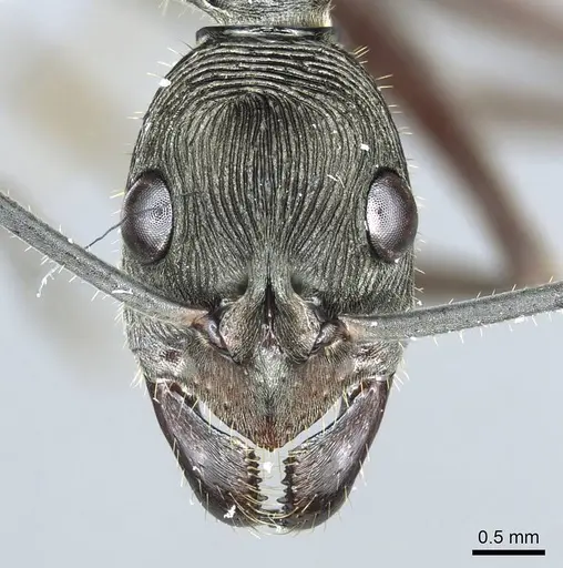 Diacamma magdalenae - CASENT0915960