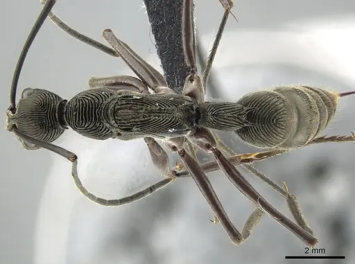 Diacamma magdalenae - ZRC