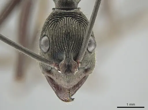 Diacamma magdalenae - ZRC