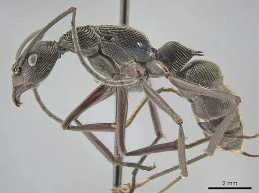 Diacamma magdalenae - ZRC