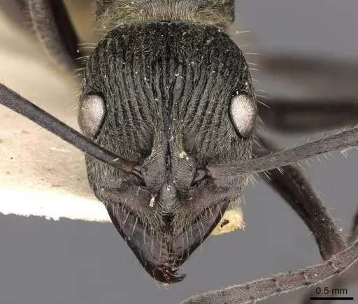 Diacamma orbiculatum specimen