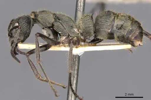 Diacamma orbiculatum specimen