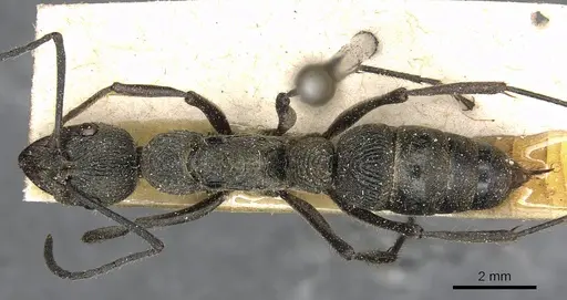 Diacamma orbiculatum - CASENT0915176