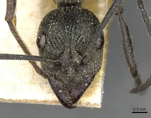 Diacamma orbiculatum - CASENT0915176