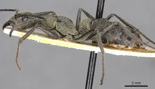 Diacamma orbiculatum - CASENT0915176