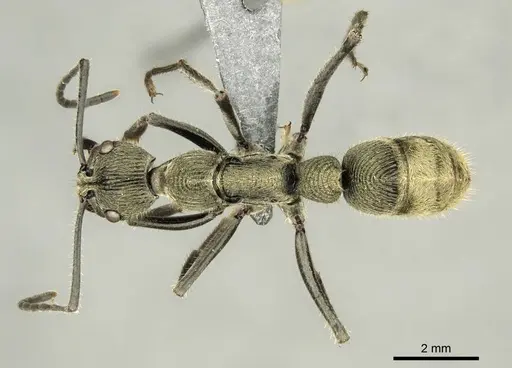 Diacamma orbiculatum - CASENT0916088