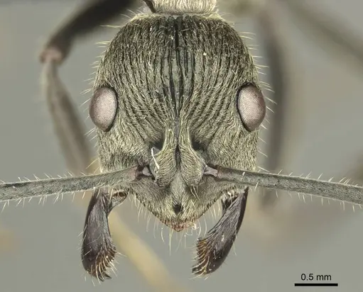 Diacamma orbiculatum - CASENT0916088