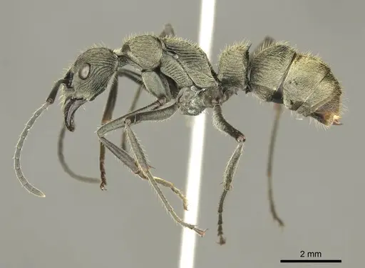 Diacamma orbiculatum - CASENT0916088