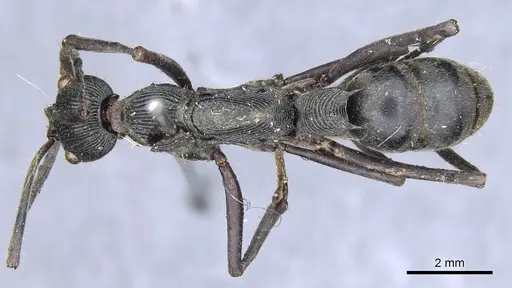 Diacamma palawanicum specimen