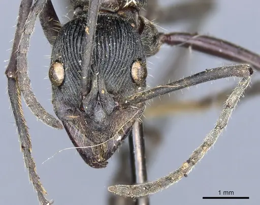 Diacamma palawanicum specimen