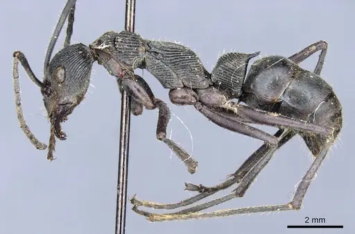 Diacamma palawanicum specimen