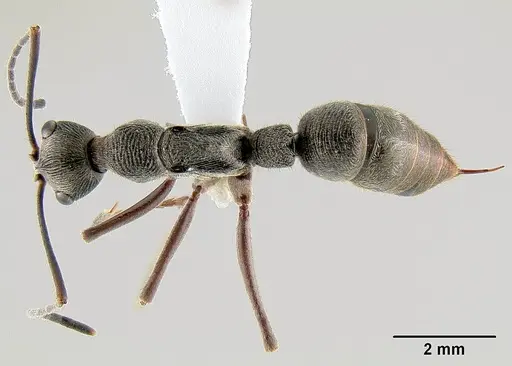 Diacamma pallidum specimen