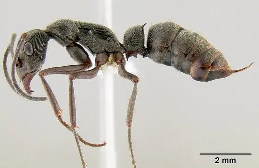 Diacamma pallidum specimen