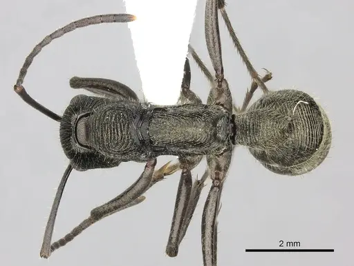 Diacamma pallidum - CASENT0260418