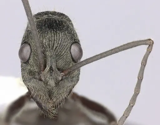 Diacamma pallidum - CASENT0260418