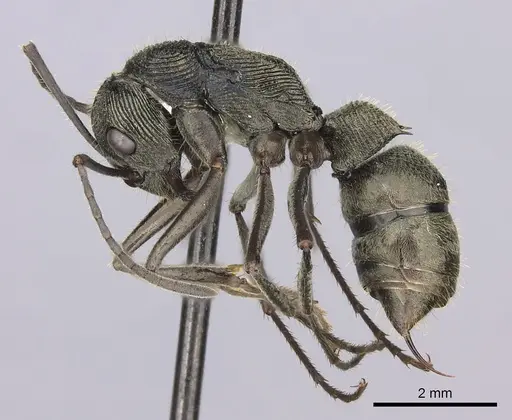 Diacamma pallidum - CASENT0260418