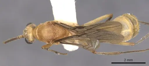 Diacamma pallidum - CASENT0902483