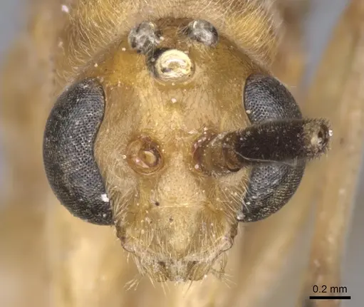 Diacamma pallidum - CASENT0902483