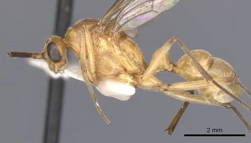 Diacamma pallidum - CASENT0902483