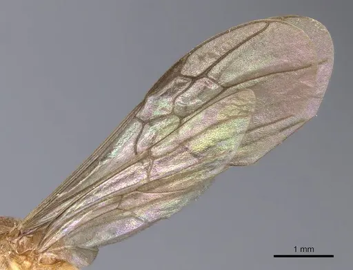 Diacamma pallidum - CASENT0902483