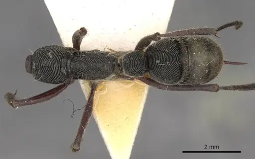 Diacamma purpureum specimen