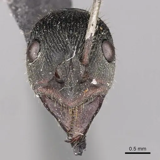 Diacamma purpureum specimen