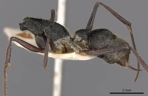 Diacamma purpureum specimen