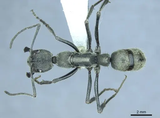 Diacamma reductostriatum specimen