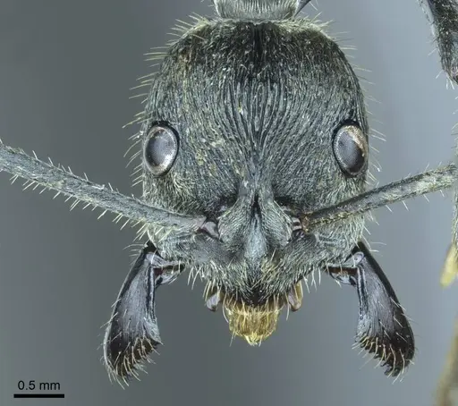 Diacamma reductostriatum specimen