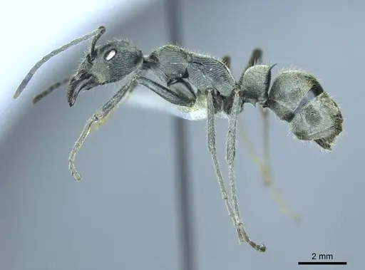 Diacamma reductostriatum specimen